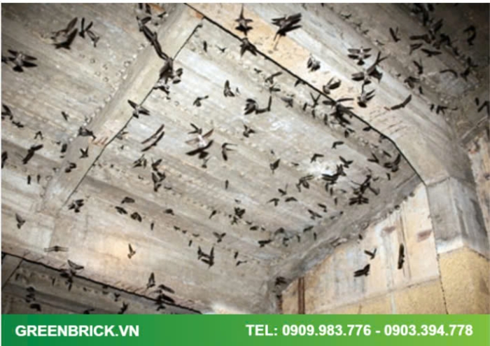 Sử dụng gạch bê tông khí chưng áp AAC thi công nhà yến.